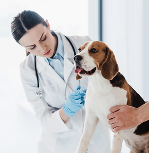 Yıldızeli Veteriner